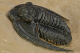 Diademaproetus Trilobite - Foum Zguid, Morocco #312717-1